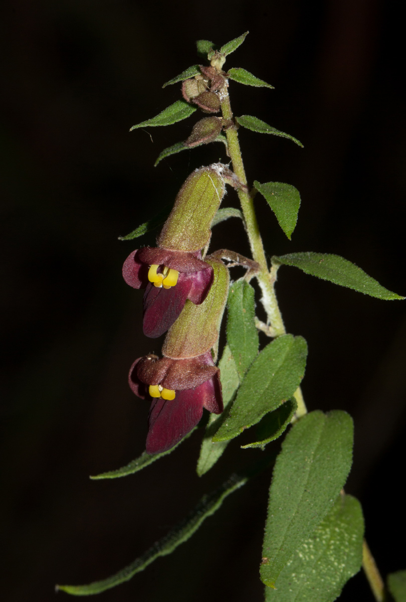 Tinnea zambesiaca Tinnea zambesiaca
