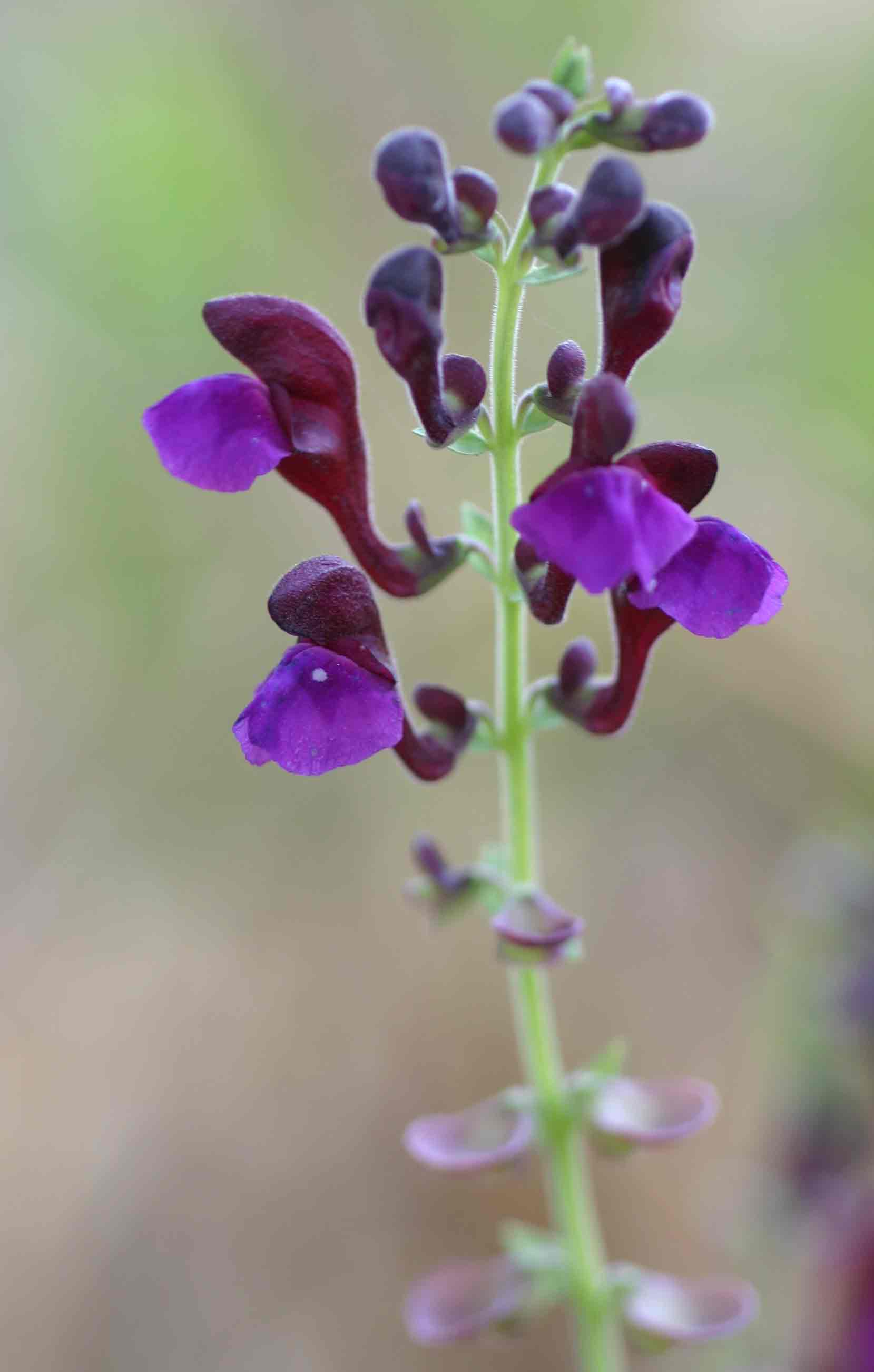 Scutellaria schweinfurthii subsp. paucifolia