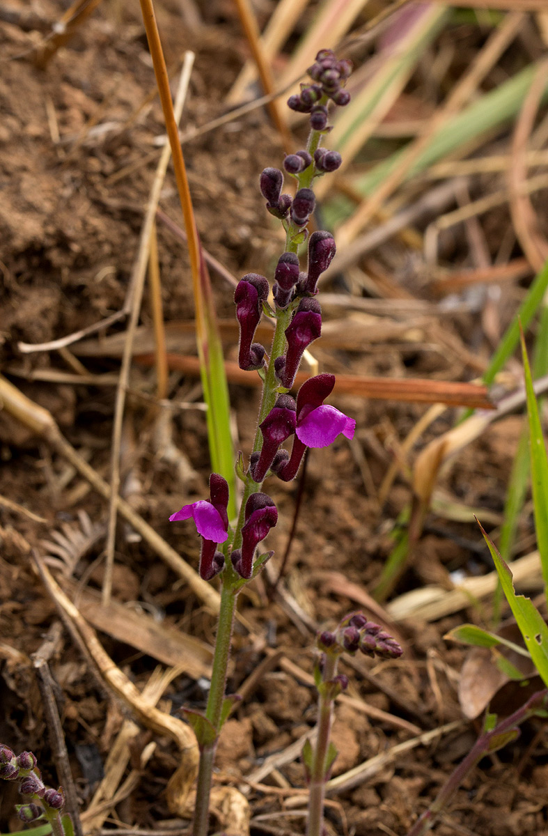 Scutellaria schweinfurthii subsp. paucifolia