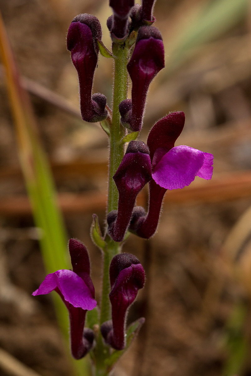 Scutellaria schweinfurthii subsp. paucifolia