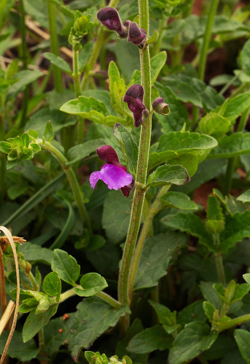 Scutellaria schweinfurthii subsp. paucifolia