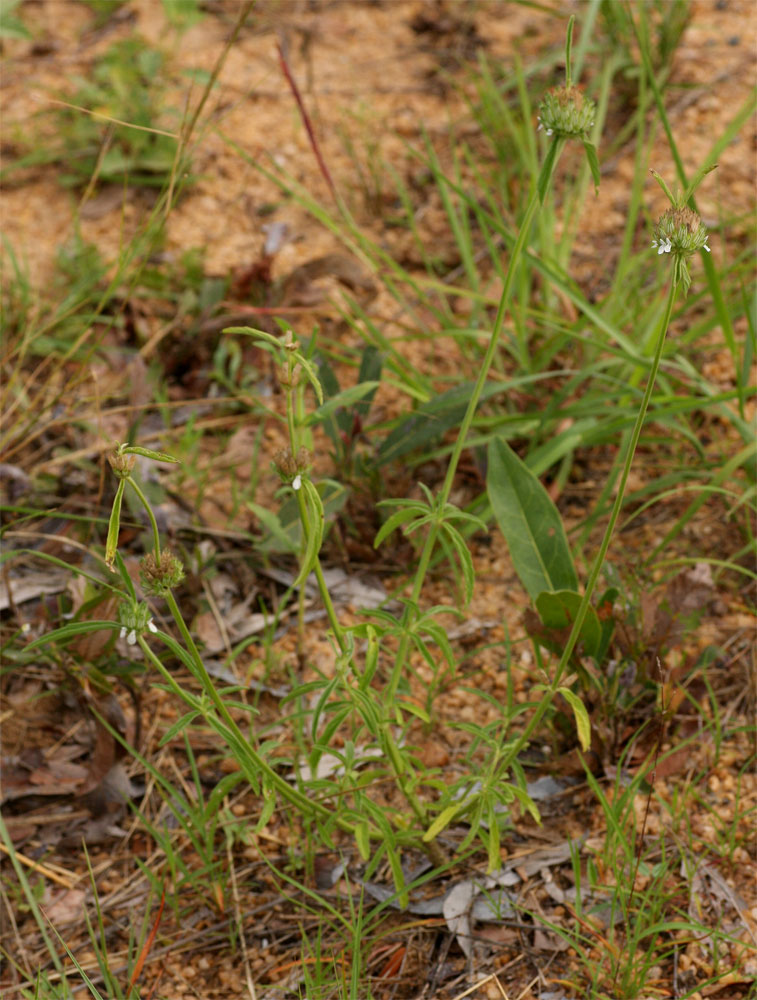 Acrotome angustifolia