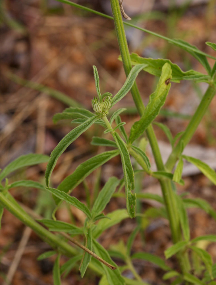 Acrotome angustifolia