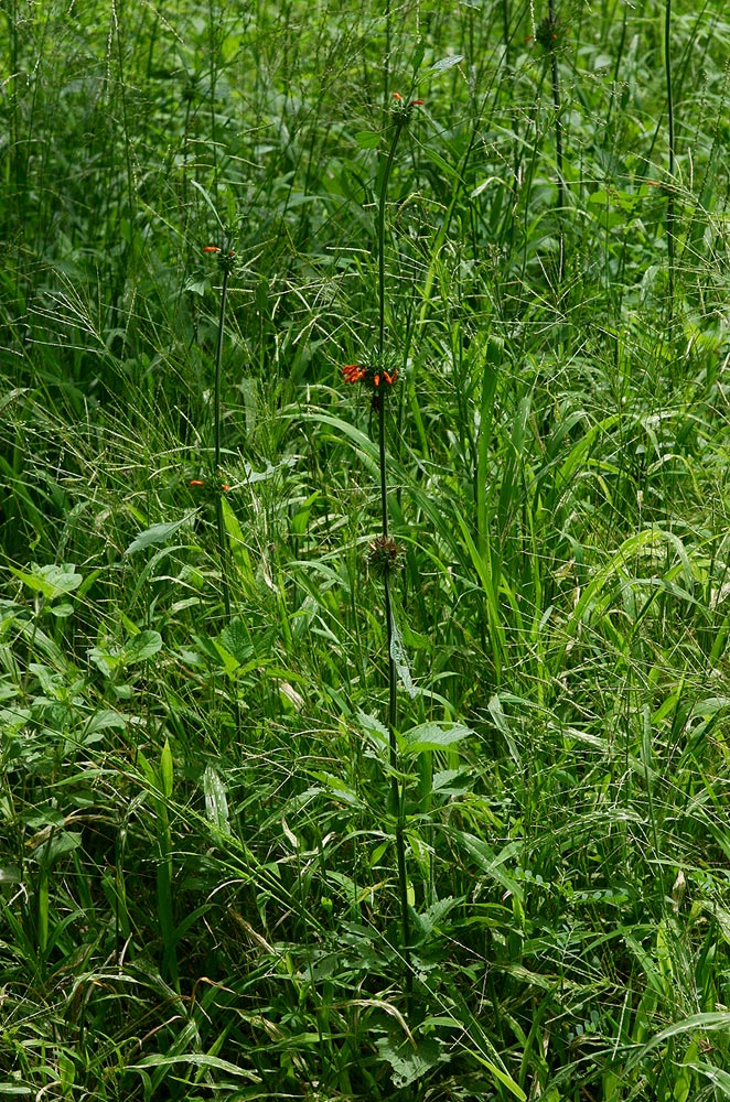 Leonotis nepetifolia var. nepetifolia