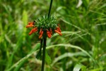 Leonotis nepetifolia var. nepetifolia