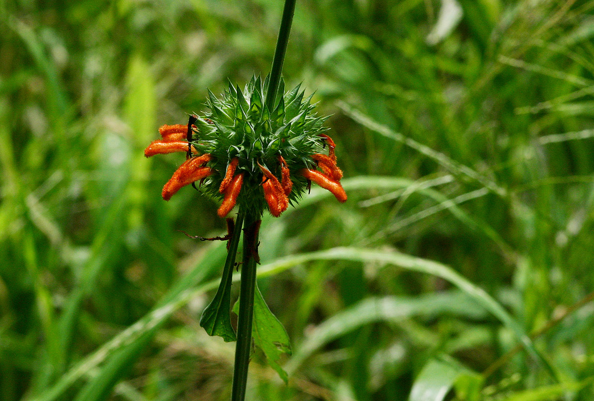 Leonotis nepetifolia var. nepetifolia