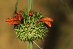 Leonotis nepetifolia var. nepetifolia