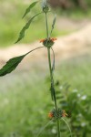 Leonotis nepetifolia var. nepetifolia