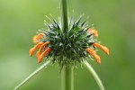Leonotis nepetifolia var. nepetifolia