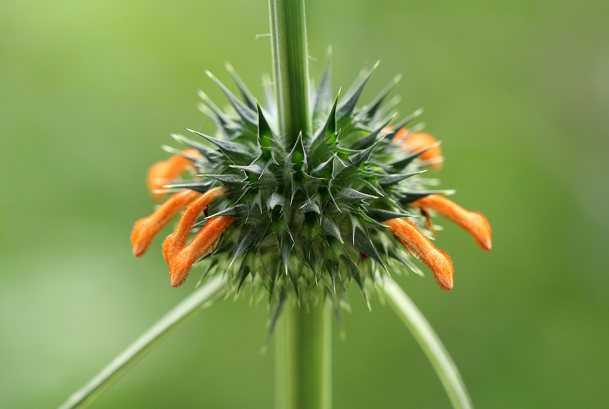 Leonotis nepetifolia var. nepetifolia Leonotis nepetifolia var. nepetifolia