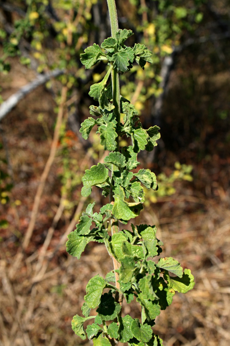 Leonotis ocymifolia var. ocymifolia