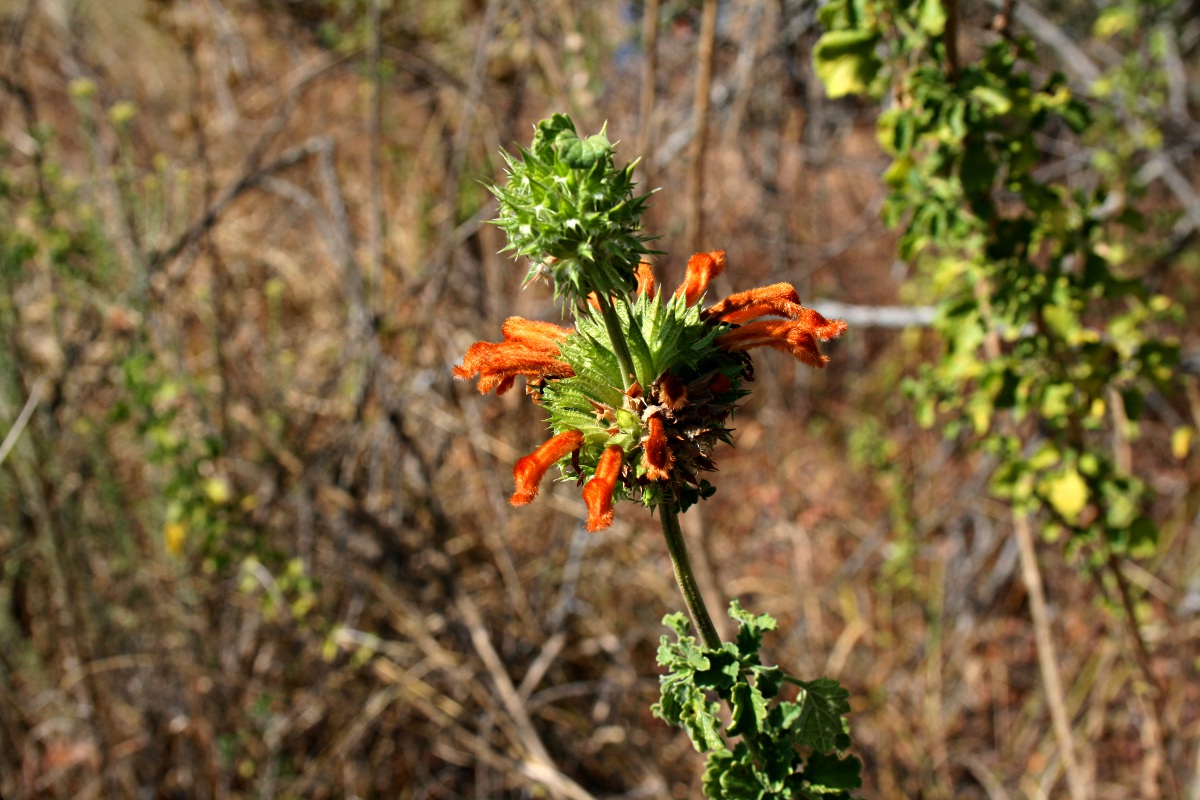 Leonotis ocymifolia var. ocymifolia Leonotis ocymifolia var. ocymifolia