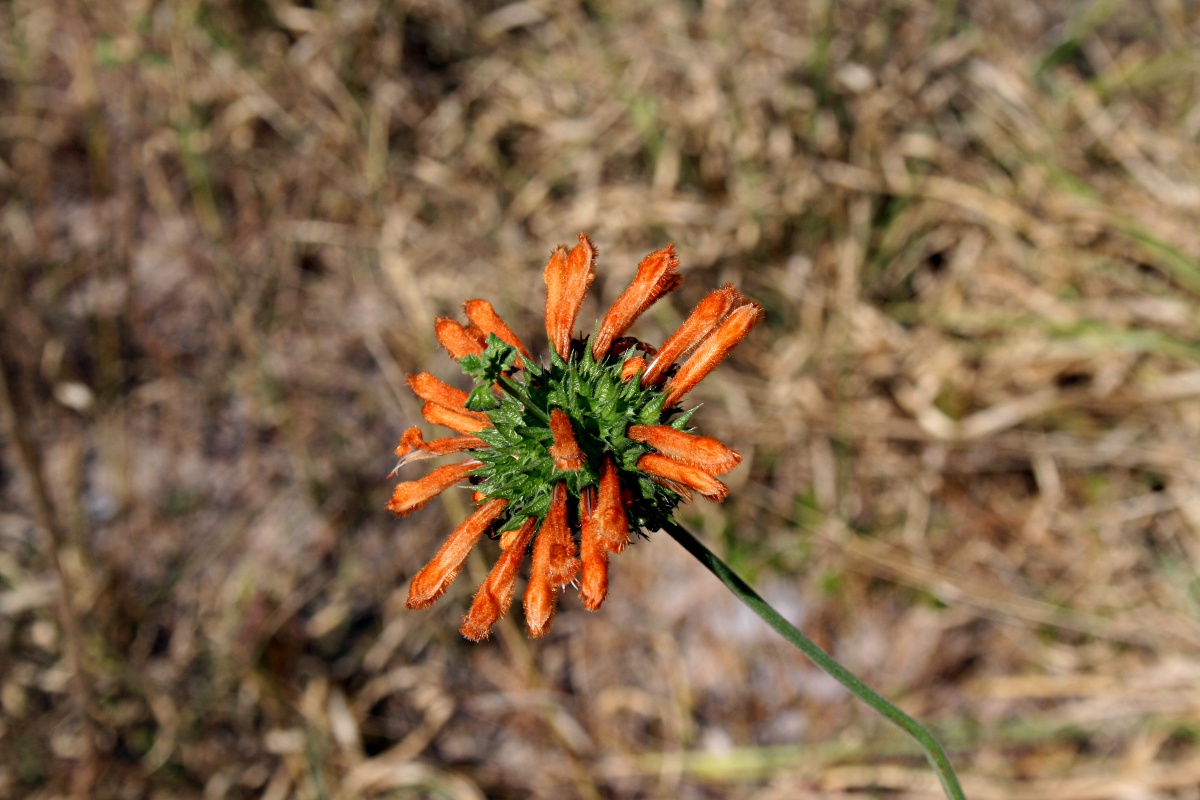 Leonotis ocymifolia var. ocymifolia