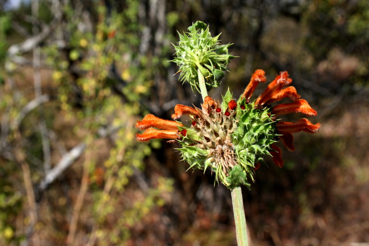 Leonotis ocymifolia var. ocymifolia