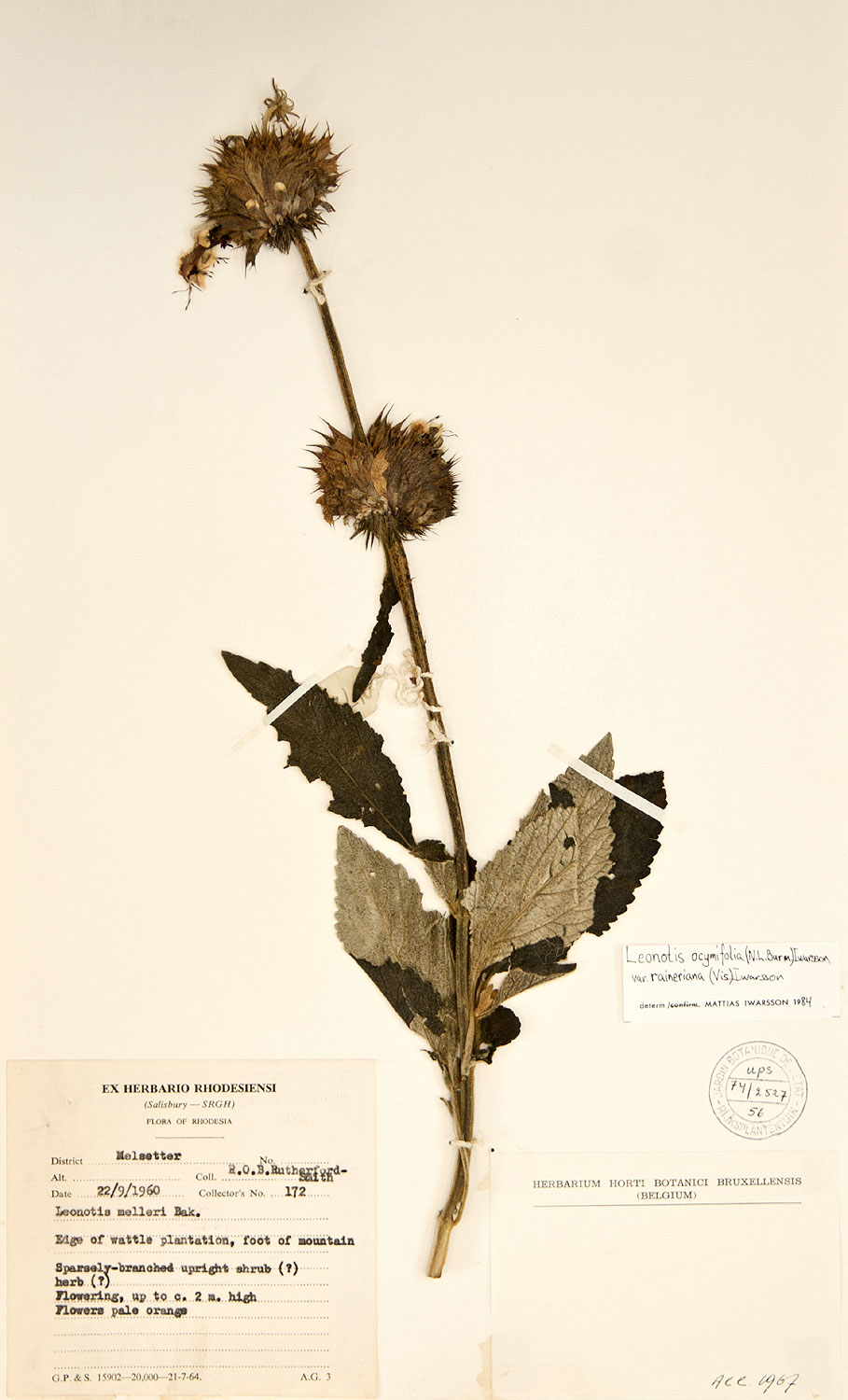 Leonotis ocymifolia var. raineriana