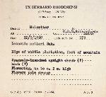 Leonotis ocymifolia var. raineriana