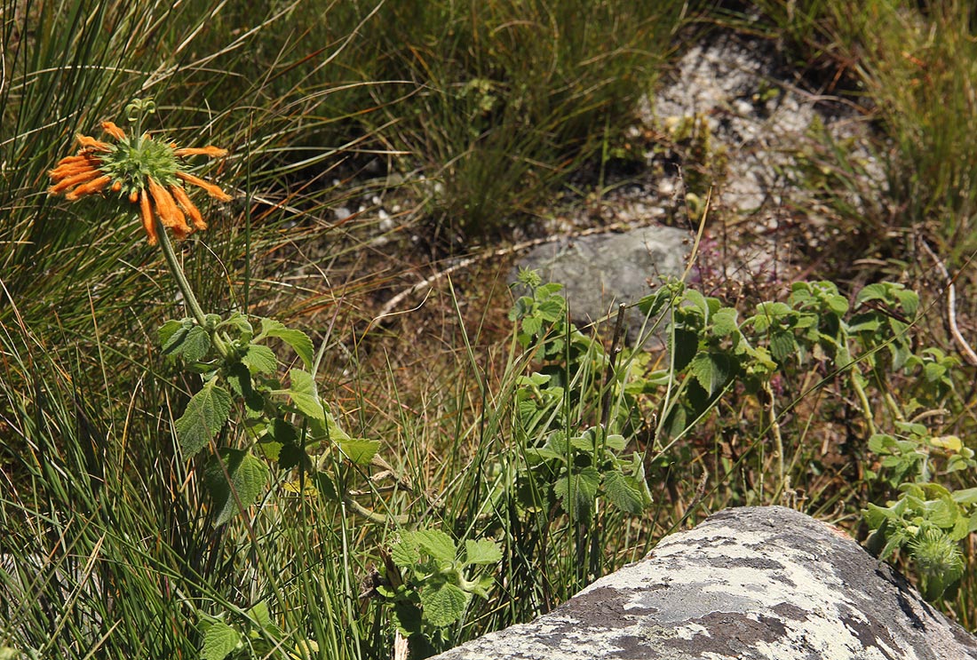 Leonotis ocymifolia var. raineriana