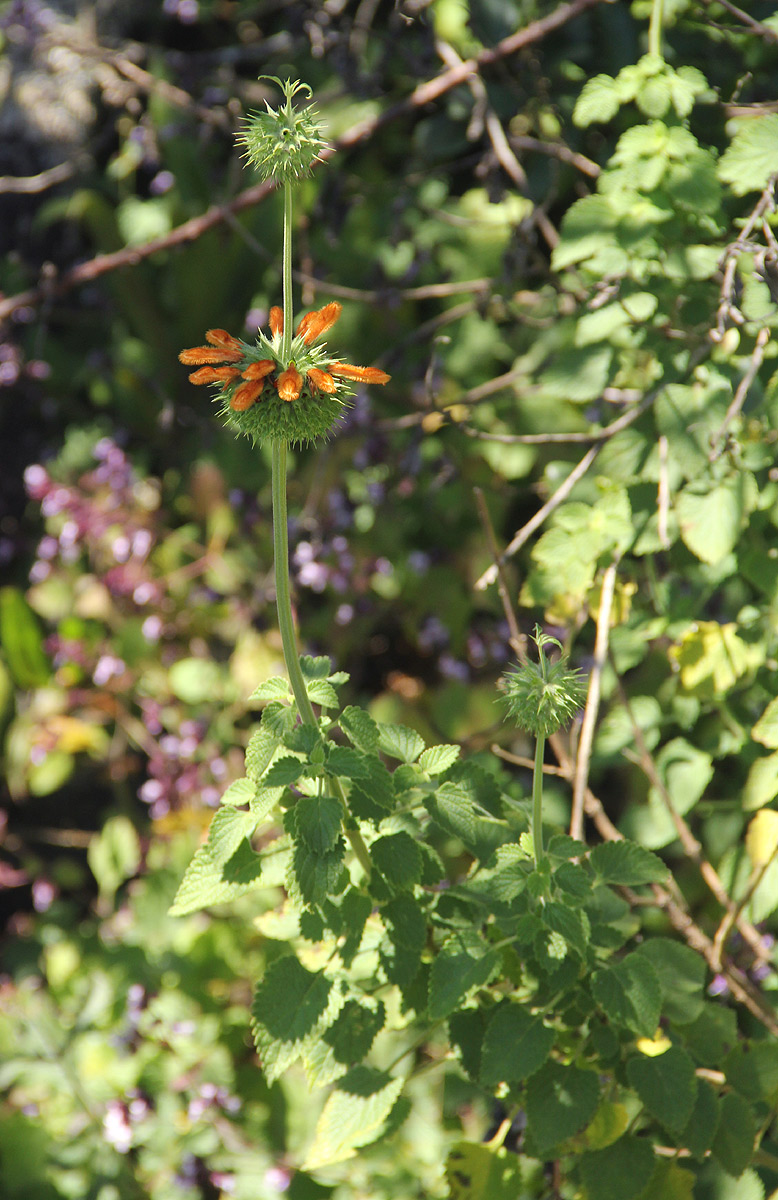 Leonotis ocymifolia var. raineriana