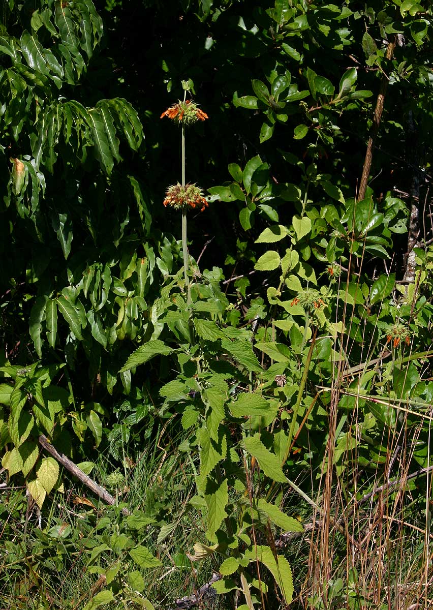 Leonotis ocymifolia var. raineriana