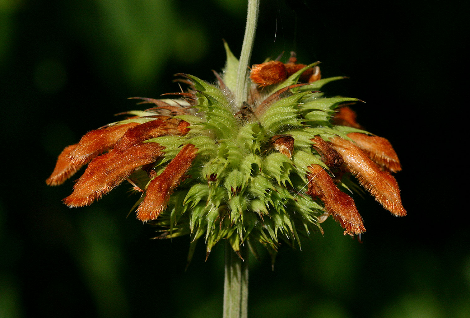 Leonotis ocymifolia var. raineriana