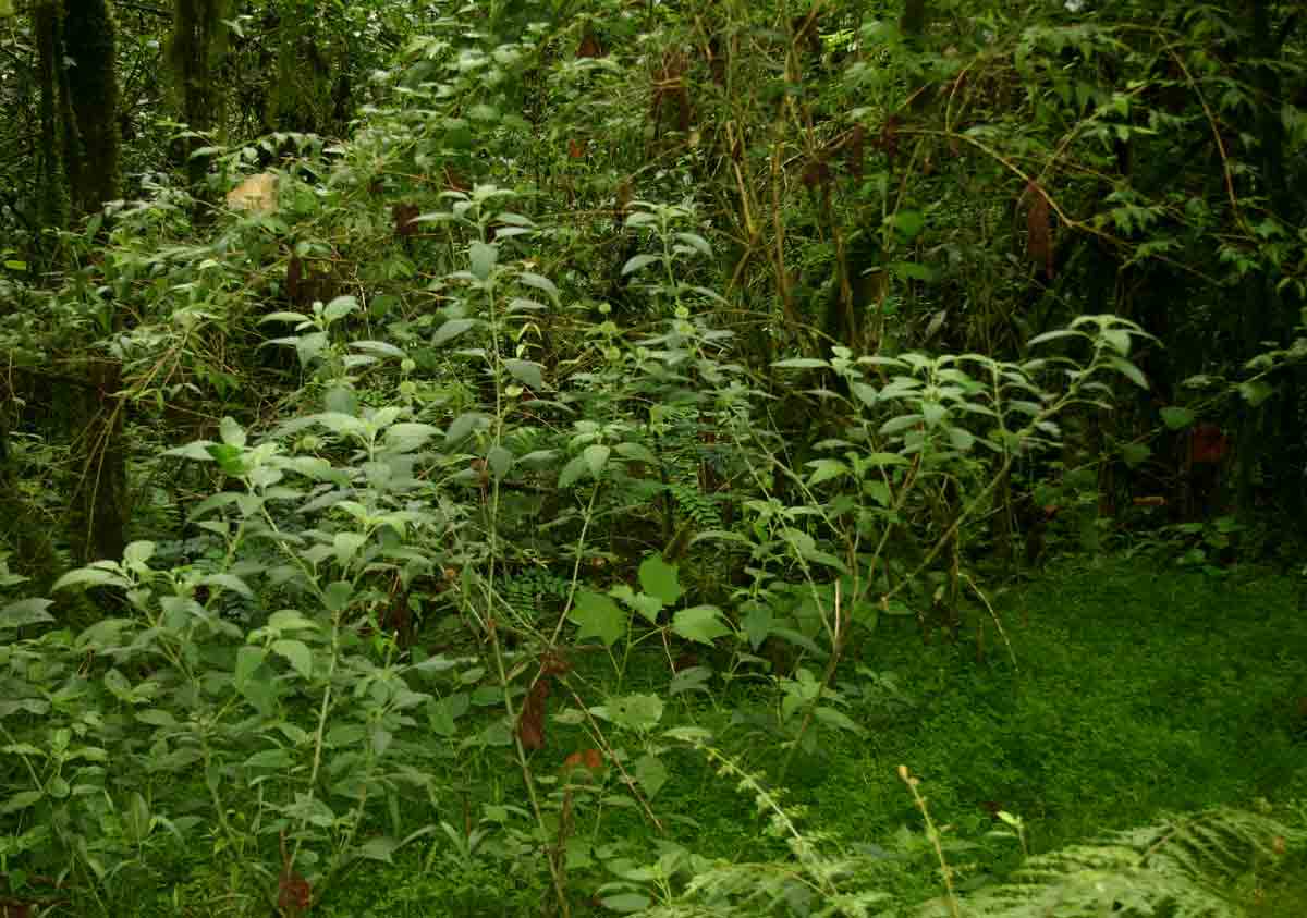 Leucas deflexa var. deflexa Leucas deflexa var. deflexa