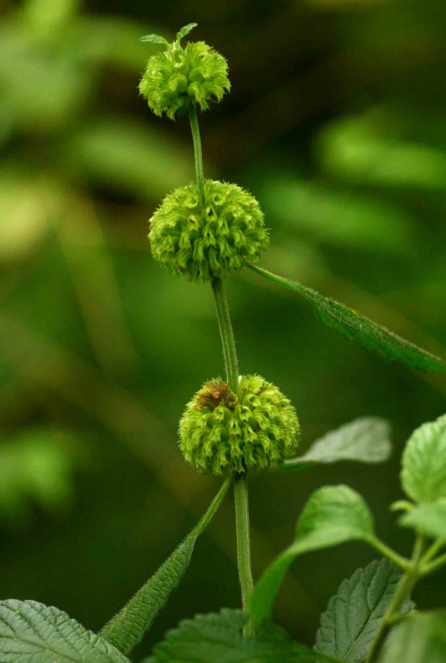 Leucas deflexa var. deflexa Leucas deflexa var. deflexa