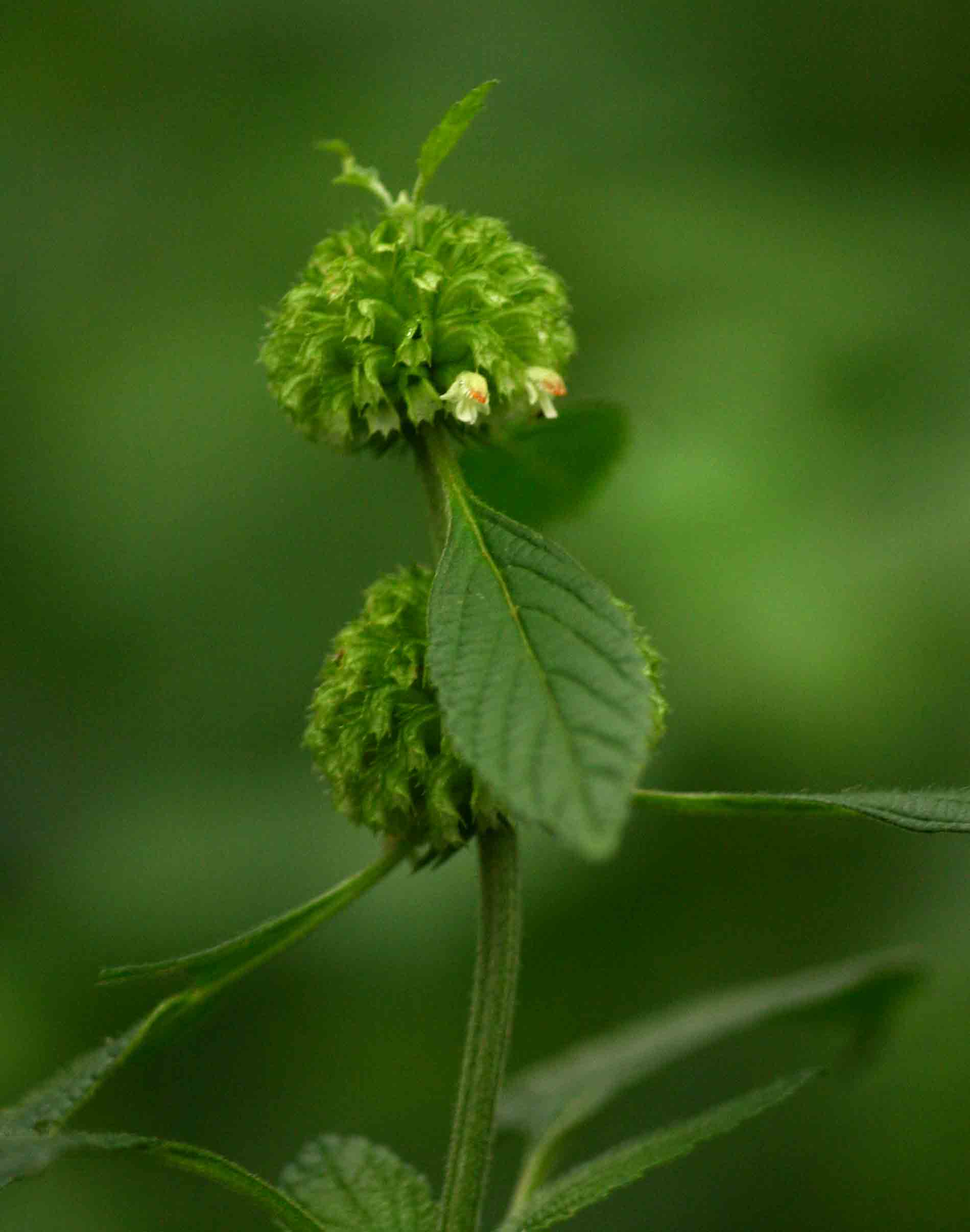 Leucas deflexa var. deflexa Leucas deflexa var. deflexa