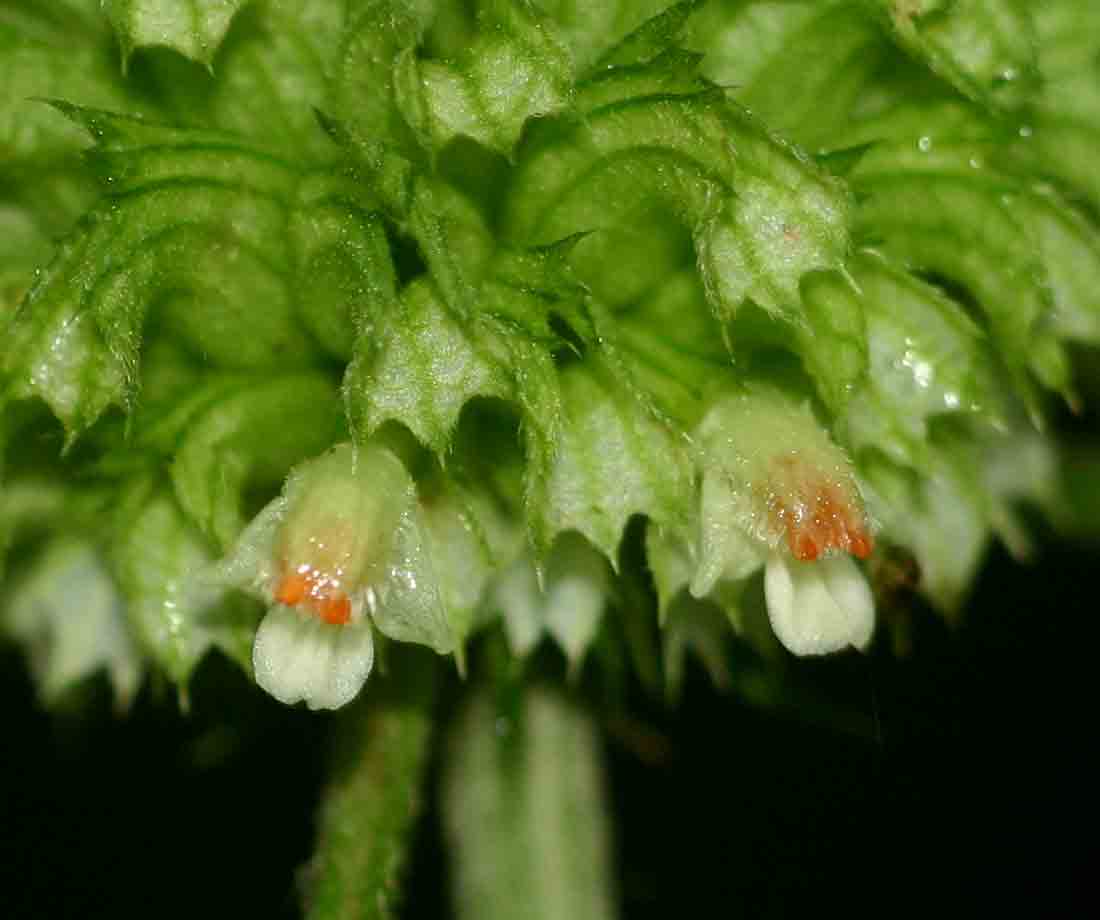 Leucas deflexa var. deflexa Leucas deflexa var. deflexa