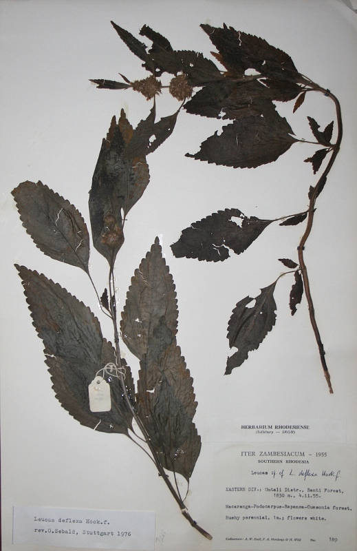 Leucas deflexa var. deflexa Leucas deflexa var. deflexa