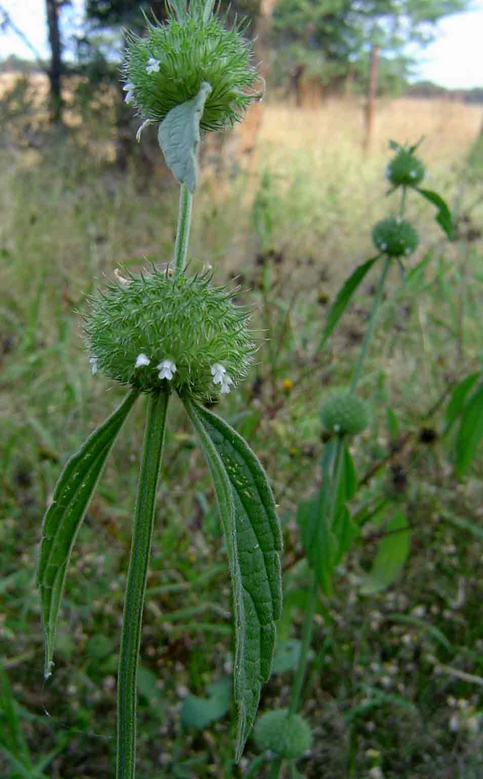 Leucas martinicensis