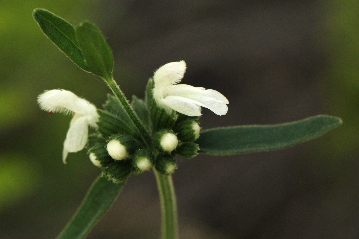 Leucas milanjiana Leucas milanjiana