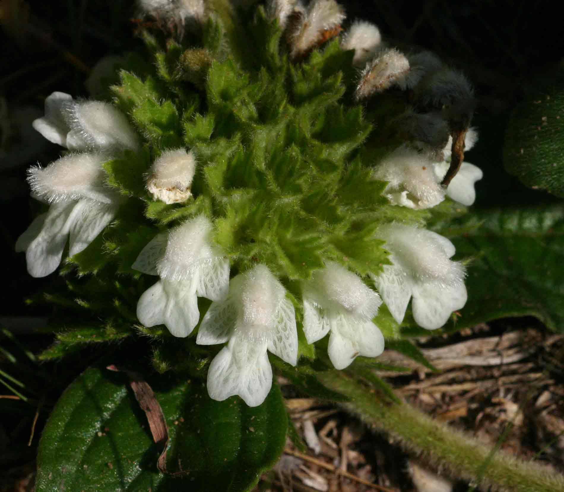 Leucas nyassae var. nyassae Leucas nyassae var. nyassae