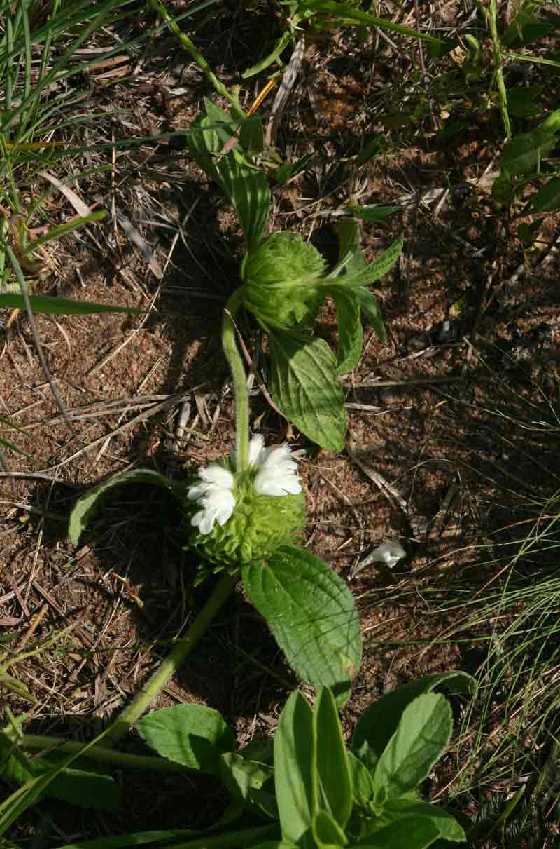 Leucas nyassae var. nyassae Leucas nyassae var. nyassae