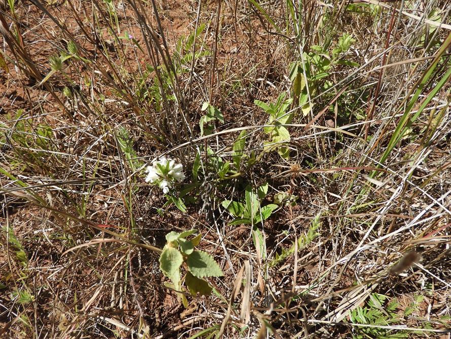 Leucas nyassae var. nyassae