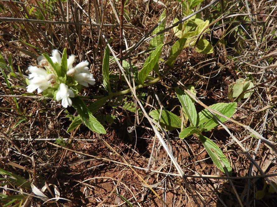 Leucas nyassae var. nyassae