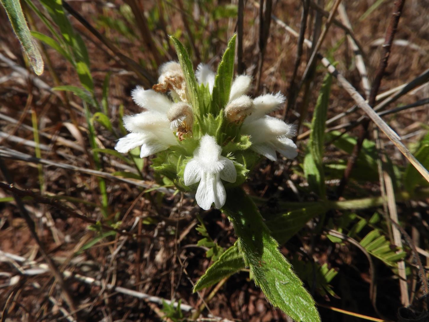 Leucas nyassae var. nyassae