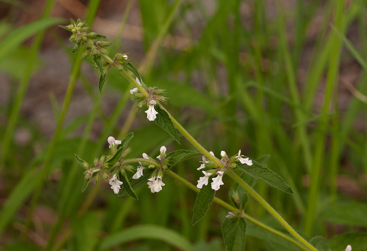 Stachys pseudonigricans