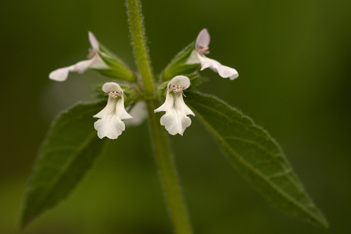 Stachys pseudonigricans