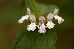 Stachys pseudonigricans