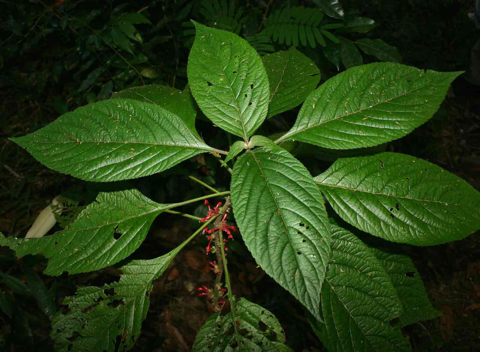 Achyrospermum carvalhoi var. carvalhoi