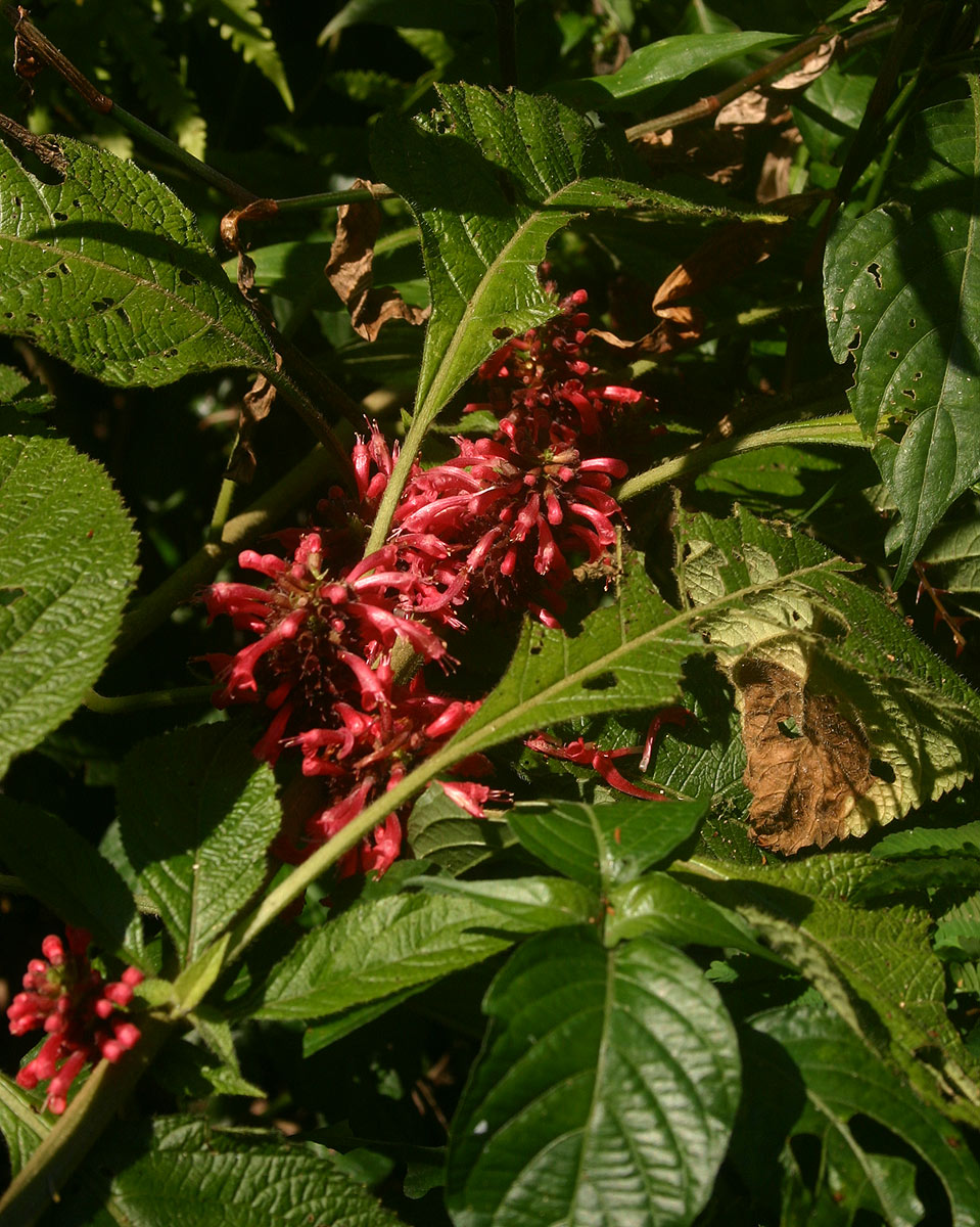 Achyrospermum carvalhoi var. carvalhoi