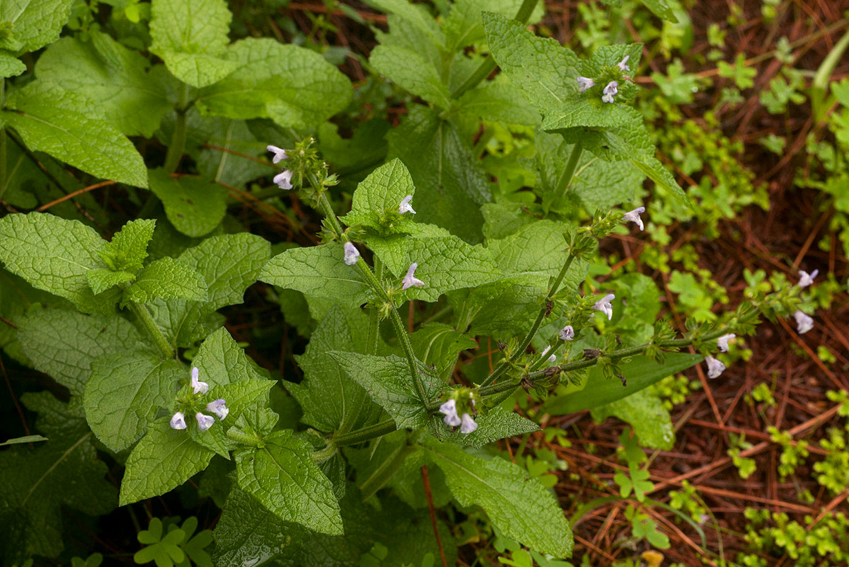 Salvia nilotica