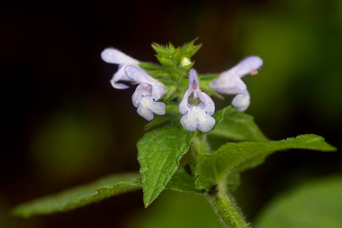 Salvia nilotica