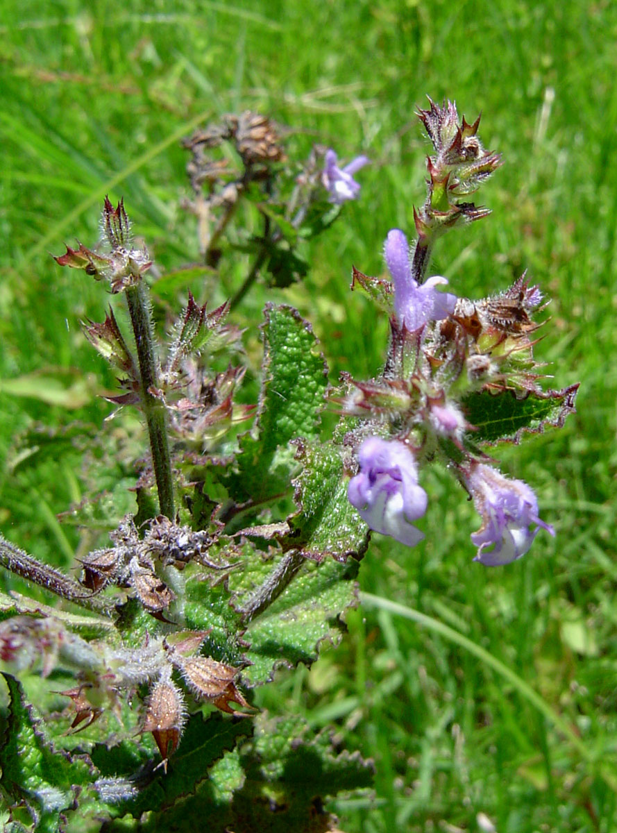 Salvia nilotica