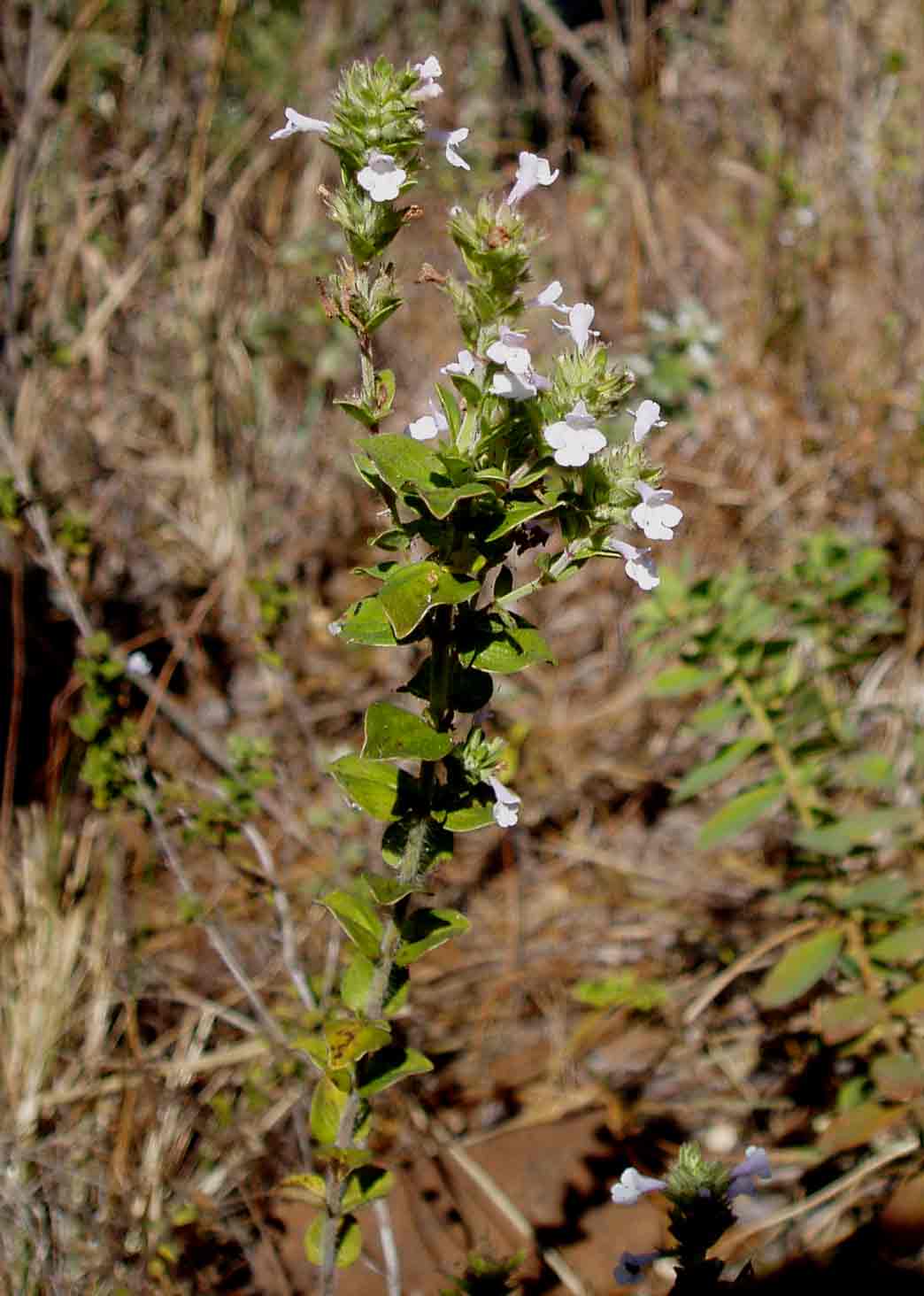 Micromeria imbricata var. imbricata