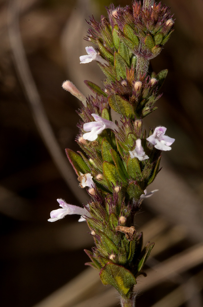 Micromeria imbricata var. imbricata