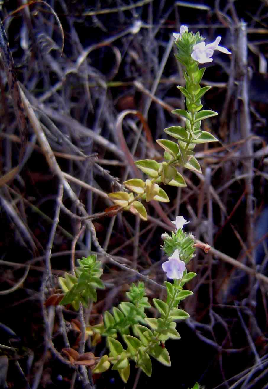 Micromeria imbricata var. imbricata