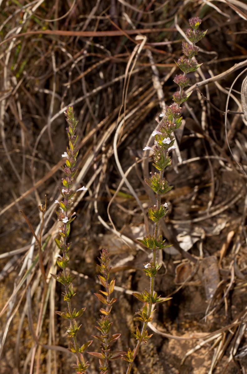 Micromeria imbricata var. imbricata