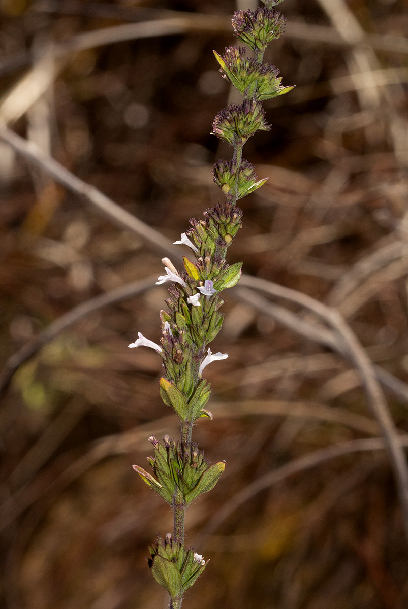 Micromeria imbricata var. imbricata