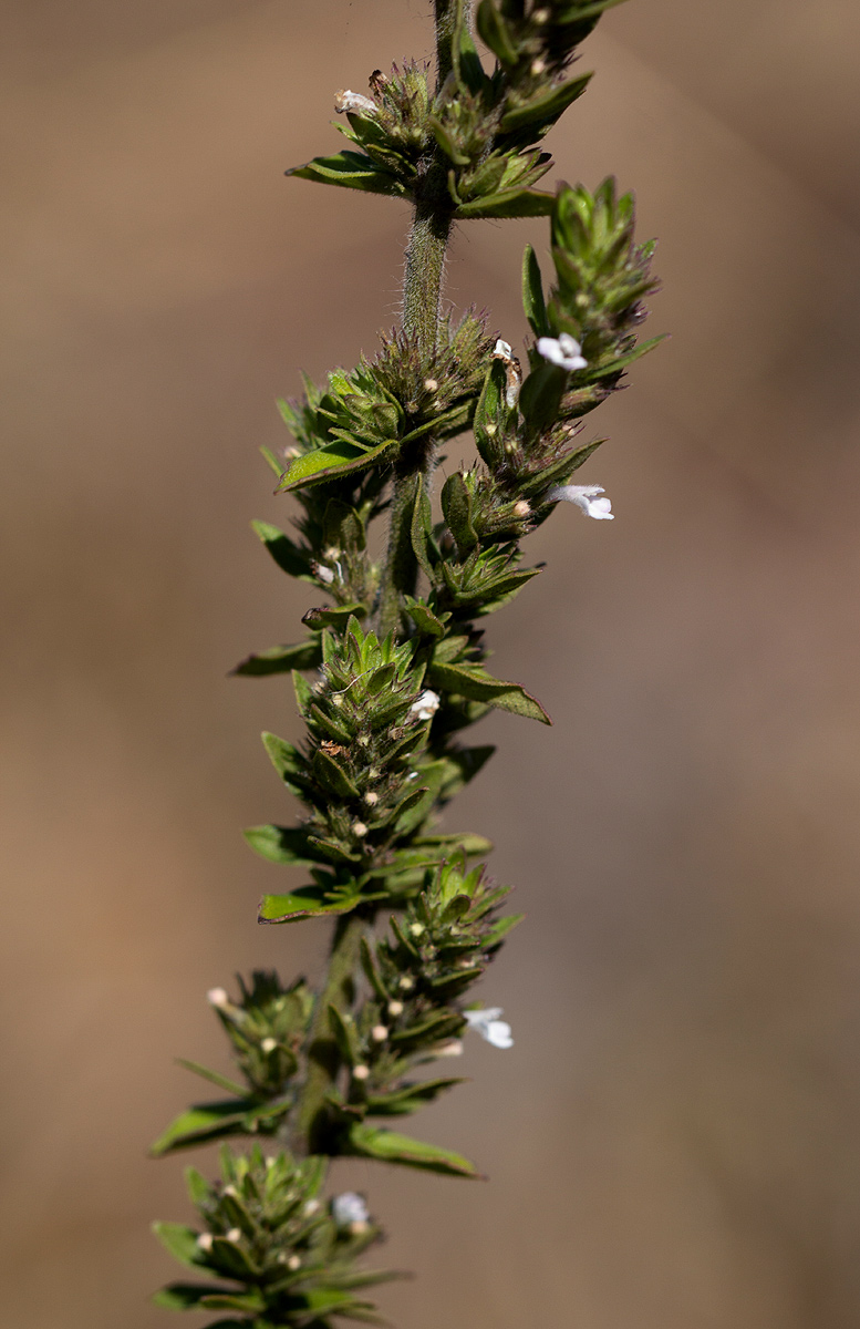 Micromeria imbricata var. imbricata